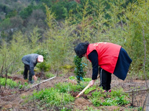 植樹活動